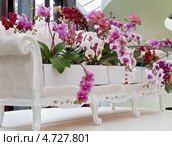 Живописная копозиция из орхидей (лат. Orchidаceae) в оранжерее парка Кёкенхоф, Голландия (2013 год). Редакционное фото, фотограф Виктория Катьянова / Фотобанк Лори