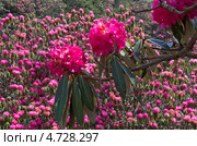 Цветы рододендрона Гималайского Розового. Стоковое фото, фотограф Ready-made / Фотобанк Лори