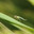 Комар-звонец (дергун, Chironomidae) сидит на травинке. Стоковое фото, фотограф Иванова Анастасия / Фотобанк Лори