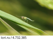 Комар-звонец (дергун, Chironomidae) сидит на травинке. Стоковое фото, фотограф Иванова Анастасия / Фотобанк Лори
