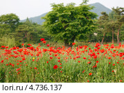 Весенний пейзаж. Лужайка с красными маками ( papaver ). Стоковое фото, фотограф Ольга Липунова / Фотобанк Лори