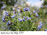 Окопник (Sýmphytum) Стоковое фото, фотограф Наталья Волкова / Фотобанк Лори