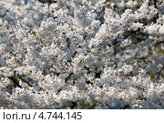 Много нежных цветов белой японской сакуры ( Prunus serrulata ) цветет весной. Стоковое фото, фотограф Ольга Липунова / Фотобанк Лори