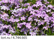 Флокс шиловидный (Phlox subulata) Стоковое фото, фотограф Игорь Долгов / Фотобанк Лори