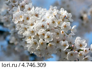 Ветка белой японской сакуры ( Prunus serrulata ) с белыми нежными цветами. Стоковое фото, фотограф Ольга Липунова / Фотобанк Лори