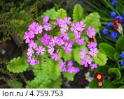 Первоцвет, или Примула (лат. Primula) — род растений из семейства Первоцветные (Primulaceae) порядка Верескоцветные (Ericales). Стоковое фото, фотограф Евгений Мухортов / Фотобанк Лори
