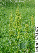 Конский щавель (Rumex confertus) Стоковое фото, фотограф Елена Коромыслова / Фотобанк Лори