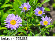 Астра альпийская (Aster alpinus)  — многолетнее корневищное травянистое или полукустарниковое растение. Стоковое фото, фотограф Евгений Мухортов / Фотобанк Лори