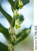 Цветы, купена лекарственная, соломонова печать, Polygonatum odoratum. Стоковое фото, фотограф Короленко Елена / Фотобанк Лори