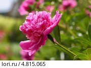 Пион молочноцветковый ( Paeonia lactiflora) — вид травянистых многолетних растений рода Пион семейства Пионовые (Paeoniaceae) Стоковое фото, фотограф Евгений Мухортов / Фотобанк Лори