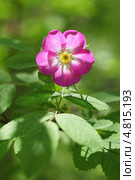 Шиповник ( Rósa) — род растений семейства Розовые (Rosaceae) порядка Розоцветные (Rosales) Стоковое фото, фотограф Евгений Мухортов / Фотобанк Лори