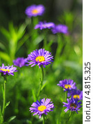 Астра альпийская (Aster alpinus)  — многолетнее корневищное травянистое или полукустарниковое растение. Стоковое фото, фотограф Евгений Мухортов / Фотобанк Лори