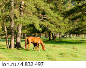 Кобылица с жеребенком. Жеребёнок сосет молоко у матери. Стоковое фото, фотограф Дмитрий Минин / Фотобанк Лори