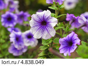 Петуния ( Petunia )— род травянистых или полукустарниковых многолетних растений семейства Паслёновые (Solanaceae), Стоковое фото, фотограф Евгений Мухортов / Фотобанк Лори
