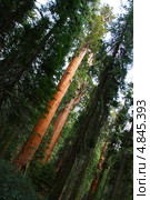 Национальный парк "Секвойя". Калифорния. США. Sequoia National Park (2013 год). Стоковое фото, фотограф Klarissan / Фотобанк Лори