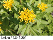 Очиток живучий (Sedum aizoon) Стоковое фото, фотограф Наташа Антонова / Фотобанк Лори