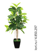 Фикус каучуконосный, или эластичный (лат. Ficus elastica) в черном горшке. Стоковое фото, фотограф Олег Родионов / Фотобанк Лори