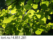 Зеленые молодые листья орешника  (Лещина обыкновенная, Corylus avellana). Контровый свет. Стоковое фото, фотограф Щеголева Ольга / Фотобанк Лори