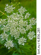 Борщевик обыкновенный (Heracleum sphondylium) —  растение рода борщевик семейства зонтичных. Крупное двулетнее травянистое растение. Дикорастущие растения Сибири. Стоковое фото, фотограф Евгений Мухортов / Фотобанк Лори