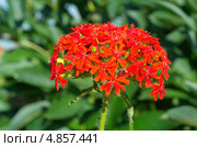 Цветок Лихнис Скарлет Халцедонский (Lychnis chalcedonica ) Стоковое фото, фотограф Елена Коромыслова / Фотобанк Лори