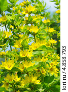 Вербейник (Lysimachia) Стоковое фото, фотограф Елена Коромыслова / Фотобанк Лори