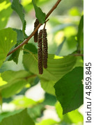 Орешник, мужское соцветие (Лещина обыкновенная, Corylus avellana) Стоковое фото, фотограф Щеголева Ольга / Фотобанк Лори