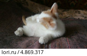 Котенок облизывает лапки. Стоковое видео, видеограф Михаил Коханчиков / Фотобанк Лори