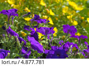 Петуния ( Petunia )— род травянистых или полукустарниковых многолетних растений семейства Паслёновые (Solanaceae), Стоковое фото, фотограф Евгений Мухортов / Фотобанк Лори