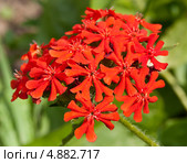 Цветок Лихнис Скарлет Халцедонский (лат. Lychnis chalcedonica ) красный. Стоковое фото, фотограф Наталья Волкова / Фотобанк Лори