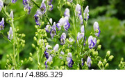 Аконит, или борец (Aconitum) и шмели (Bombus) Стоковое видео, видеограф Алёшина Оксана / Фотобанк Лори