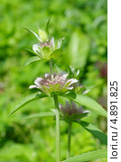 Зацветающий лимонный бергамот (Monarda citriodora) Стоковое фото, фотограф Елена Коромыслова / Фотобанк Лори