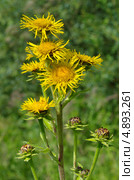 Девясил высокий (Inula helenium) Стоковое фото, фотограф Елена Коромыслова / Фотобанк Лори