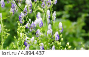 Шмели (Bombus) на цветках аконита (Aconitum) Стоковое видео, видеограф Алёшина Оксана / Фотобанк Лори