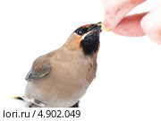 Свиристель, Bombycilla garrulus, Waxwing. Стоковое фото, фотограф Василий Вишневский / Фотобанк Лори