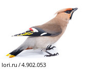 Свиристель, Bombycilla garrulus, Waxwing. Стоковое фото, фотограф Василий Вишневский / Фотобанк Лори