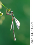 Золотая стрекоза imperator Sympetrum Fonscolombii на зеленой травинке. Стоковое фото, фотограф Попкова Ольга / Фотобанк Лори