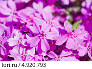 Флокс шиловидный (Phlox subulata) Стоковое фото, фотограф Валерия Лузина / Фотобанк Лори