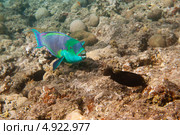 Рыба крутолобый попугай на дне моря. Стоковое фото, фотограф Игорь Дашко / Фотобанк Лори