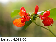 Фасоль огненно-красная (Phaseolus coccineus) Стоковое фото, фотограф Короленко Елена / Фотобанк Лори