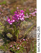 Мытник краснеющий на берегу Байкала (лат. Pedicularis rubens Stephan ex Willd) Стоковое фото, фотограф Виктория Катьянова / Фотобанк Лори