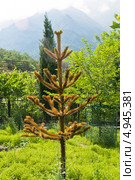Чилийская араукария, или Обезьянье дерево, лат. Araucaria araucana. Стоковое фото, фотограф ИВА Афонская / Фотобанк Лори