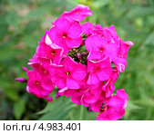 Флоксы. Стоковое фото, фотограф Сагирова Алсу / Фотобанк Лори