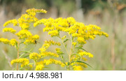 Пчелы на золотарнике канадском (Solidago canadensis) Стоковое видео, видеограф Алёшина Оксана / Фотобанк Лори