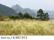 Горная степь, где растет ковыль камнелюбивый ( Stipa lithophila ) на склоне Берегового хребта. Карадагский заповедник. (Красный список МСОП, Европейский Красный список, Красная книга Украины ) (2013 год). Стоковое фото, фотограф Ольга Липунова / Фотобанк Лори