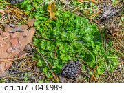 Лишайник рода Пельтигера ( Peltigera Pers.).Дикорастущие растения Сибири. Стоковое фото, фотограф Евгений Мухортов / Фотобанк Лори
