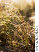 Ковыль-волосатик или Ковыль волосовидный, или Тырса ( Stipa capillata) Стоковое фото, фотограф Евгений Мухортов / Фотобанк Лори