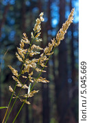 Вейник наземный (Calamagrostis epigeios) — многолетнее травянистое растение, вид рода Вейник семейства Злаки.Дикорастущие растения Сибири. Стоковое фото, фотограф Евгений Мухортов / Фотобанк Лори