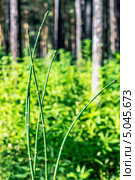 Хвощ зимующий, или Хвощ зимний, или Хвощевник зимующий ( Equisetum hyemale) — вид многолетних травянистых растений рода Хвощ семейства Хвощёвые (Equisetaceae).Дикорастущие растения Сибири. Стоковое фото, фотограф Евгений Мухортов / Фотобанк Лори