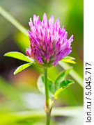 Клевер луговой (Trifolium pratеnse) Стоковое фото, фотограф Евгений Мухортов / Фотобанк Лори