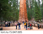 Туристы около гигантской секвойи "Генерал Шерман". Калифорния. США. Sequoia National Park (2013 год). Редакционное фото, фотограф Klarissan / Фотобанк Лори